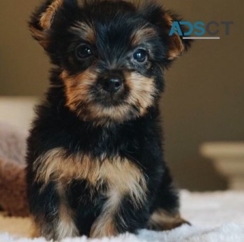 Yorkie puppies for sale