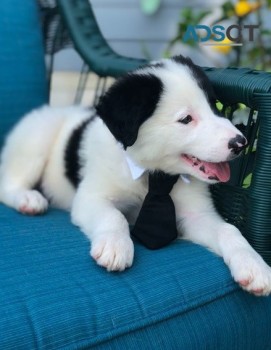 border collie  puppies for sale