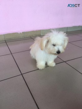 Maltese Puppies For sale