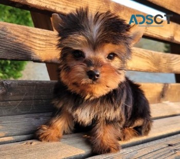 Yorkie puppies for sale