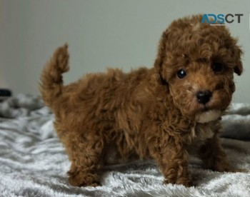 Aussiedoodle Puppies For sale