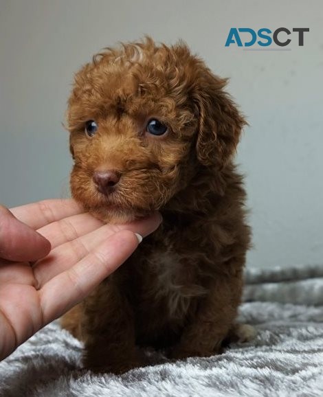 Aussiedoodle Puppies For sale