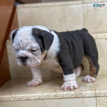 British bulldog 