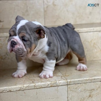 British bulldog 