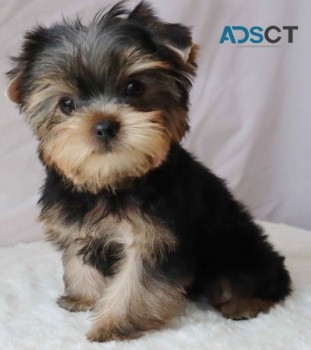 Yorkie puppies for sale