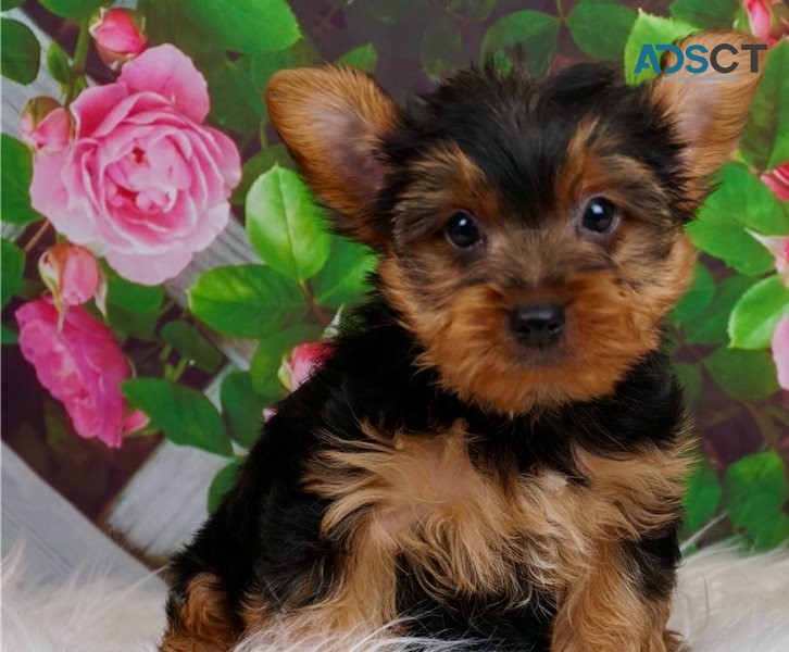 Yorkie puppies for sale