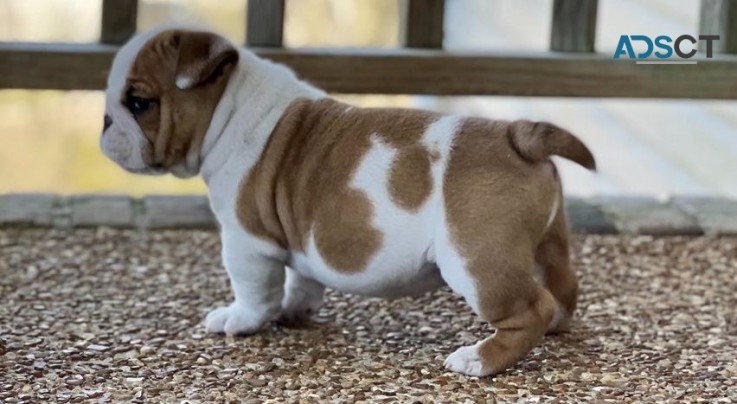 Male and Female English Bulldog Puppies 