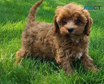 Cavapoo Puppies For sale