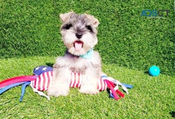 Mini Schnauzer Puppies For sale