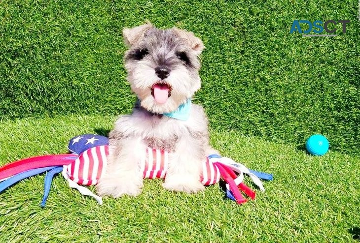 Mini Schnauzer Puppies For sale