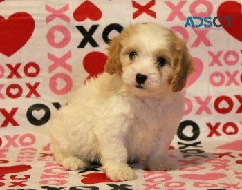 Cavachon Puppies For sale