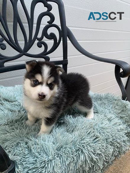 Pomsky Puppies For sale