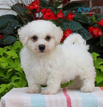 Bichon Frise Puppies For sale