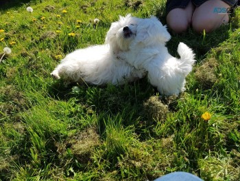 Super Adorable Maltese Puppies