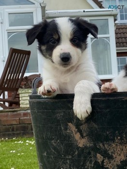 Cute home border collie puppies