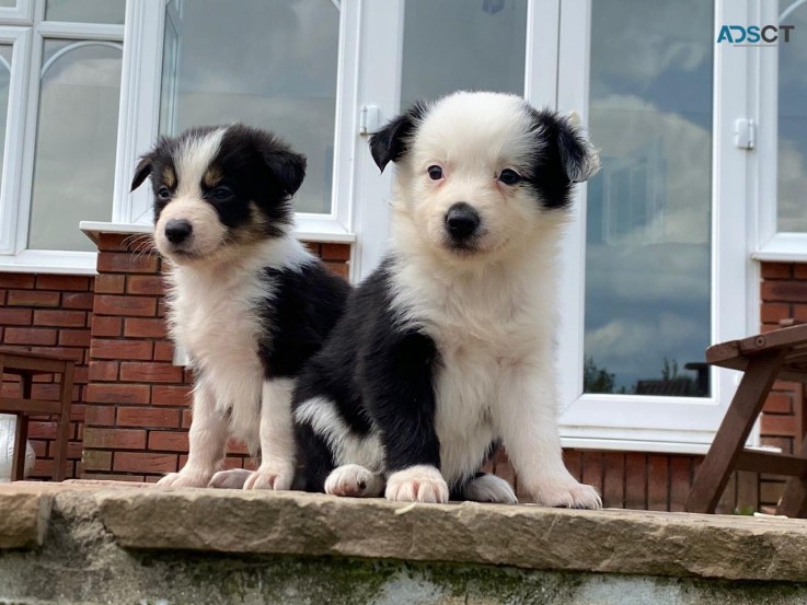 Cute home border collie puppies