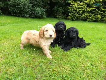 Cockapoo puppies for sale