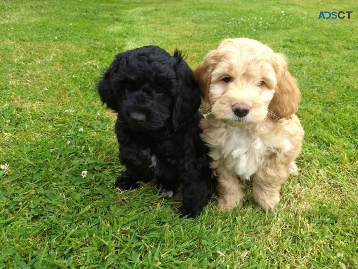 Cockapoo puppies for sale