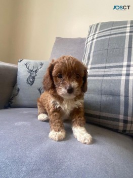 Toy Apricot  Cavapoo  Puppies