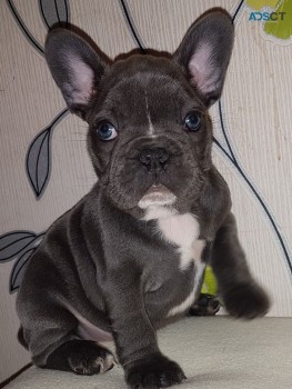 Well Trained French Bulldog Puppies