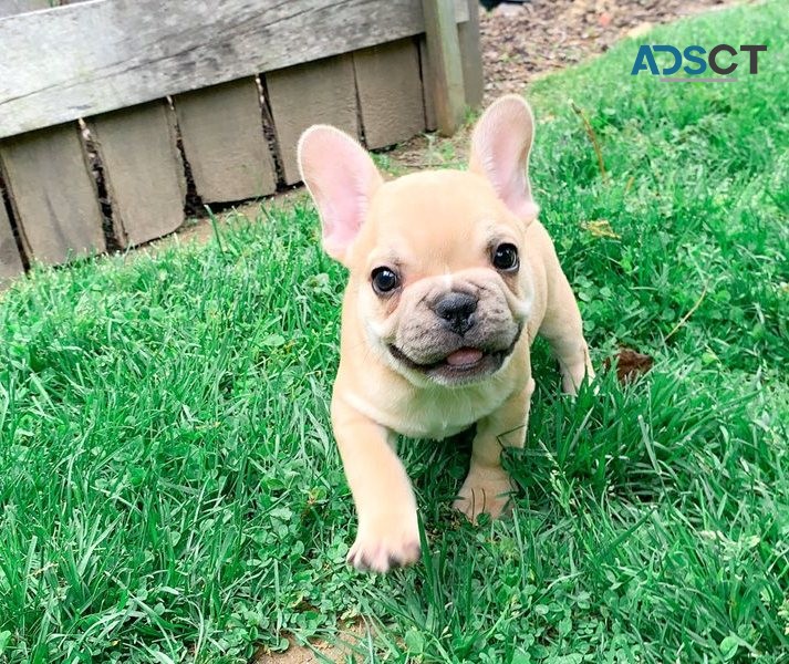 Well Trained French Bulldog Puppies