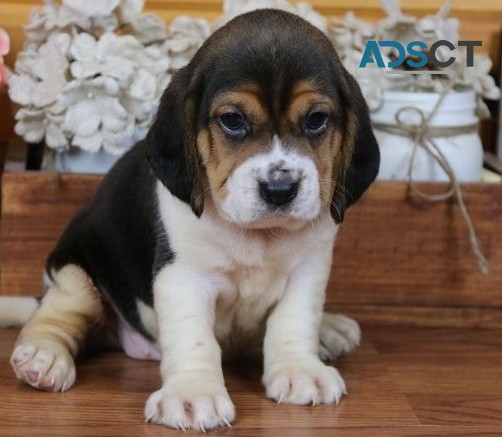 Beagle puppies for sale