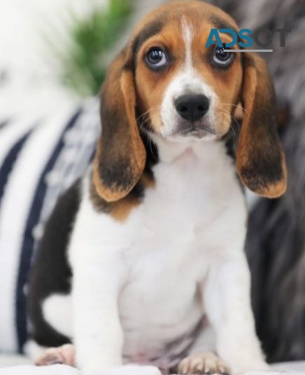 Beagle puppies for sale