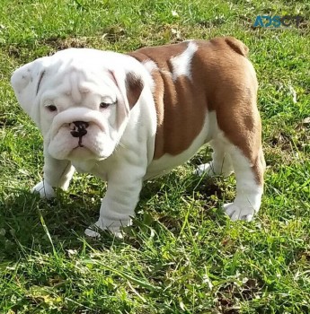 English Bulldog Pups Available And Ready