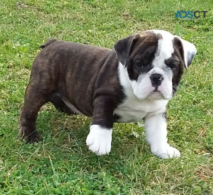 English Bulldog Pups Available And Ready