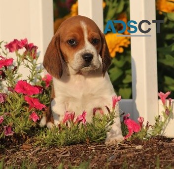 Beagle puppies for sale