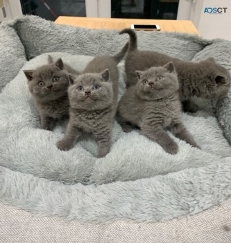 PEDIGREE BRITISH SHORTHAIR KITTENS