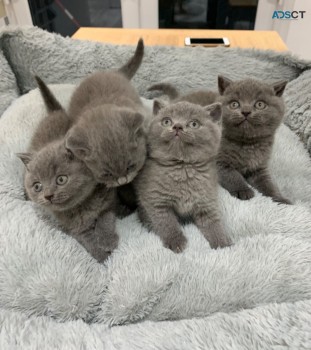 PEDIGREE BRITISH SHORTHAIR KITTENS