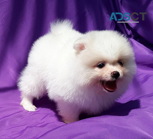 Cute Purebred Pomeranian puppies