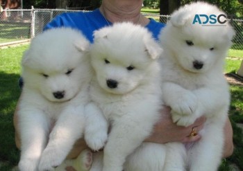 Adorable Samoyed puppies