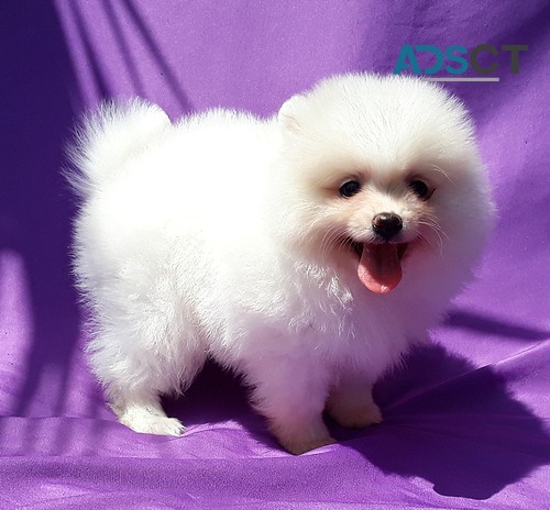 Cute Purebred Pomeranian puppies