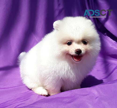 Cute Purebred Pomeranian puppies