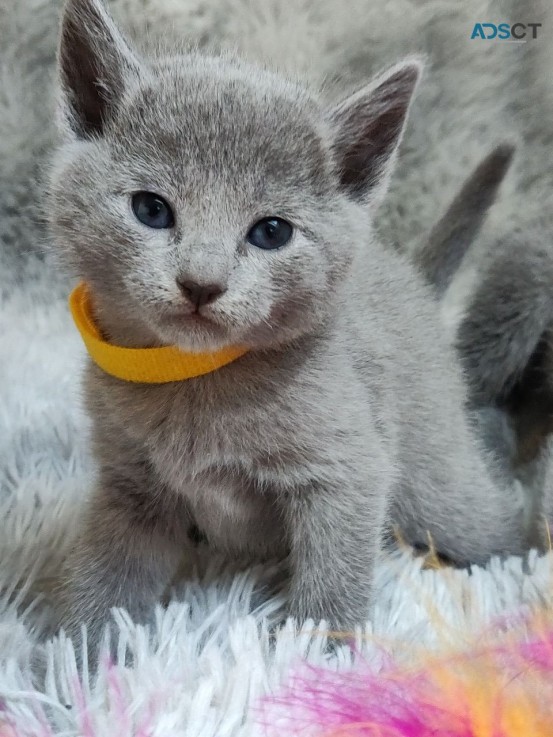 Pure Russian Blue kittens