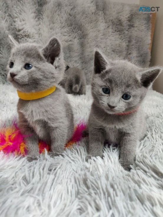 Pure Russian Blue kittens