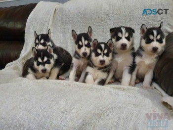 cutest pure Siberian husky puppies