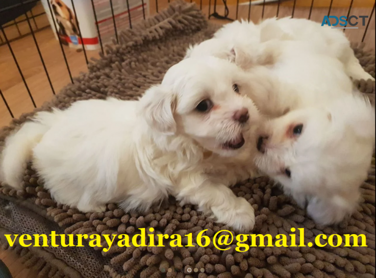 Gorgeous white Maltese Puppies