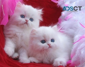 EXCELLENT PERSIAN KITTENS AVAILABLE