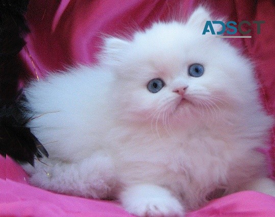 EXCELLENT PERSIAN KITTENS AVAILABLE