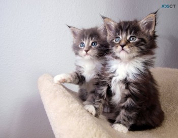 Super Quality Maine Coon Kittens