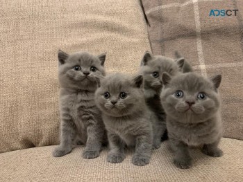 British Shorthair have kittens  