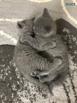 British Shorthair have kittens  