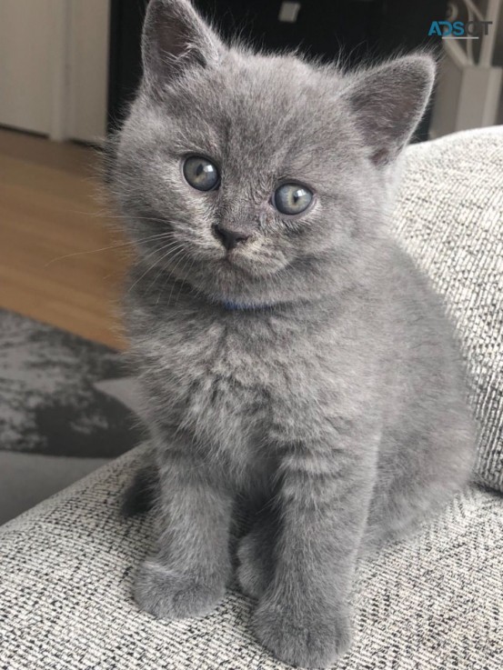 British Shorthair have kittens  