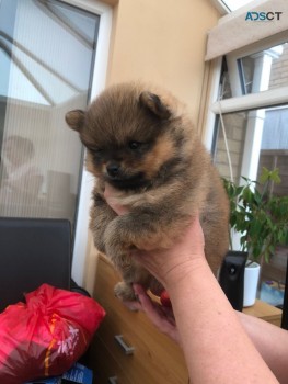 We have Beautiful Pomeranian puppies for