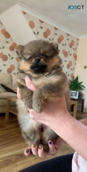 We have Beautiful Pomeranian puppies for