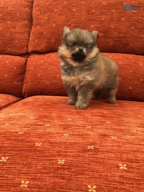 We have Beautiful Pomeranian puppies for