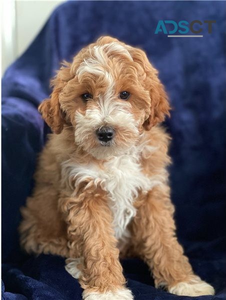 cavapoo Puppies For Sale